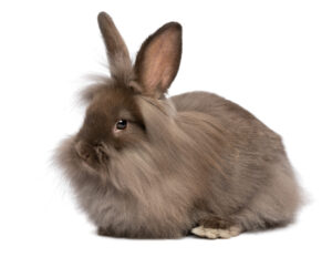 bunny long hair.jpg