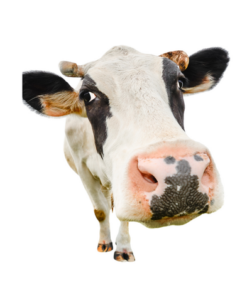 cow.png